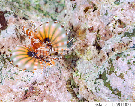 広げたヒレが美しいキリンミノ。ヒリゾ浜中木南伊豆町伊豆半島静岡県2024 125916873