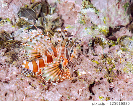 広げたヒレが美しいキリンミノ。ヒリゾ浜中木南伊豆町伊豆半島静岡県2024 広げたヒレが美しいキリンミノ。ヒリゾ浜中木南伊豆町伊豆半島静岡県2024 125916880