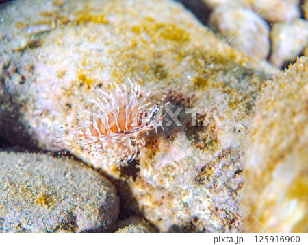 広げたヒレが美しいキリンミノの幼魚。ヒリゾ浜中木南伊豆町伊豆半島静岡県2024 広げたヒレが美しいキリンミノの幼魚。ヒリゾ浜中木南伊豆町伊豆半島静岡県2024 125916900