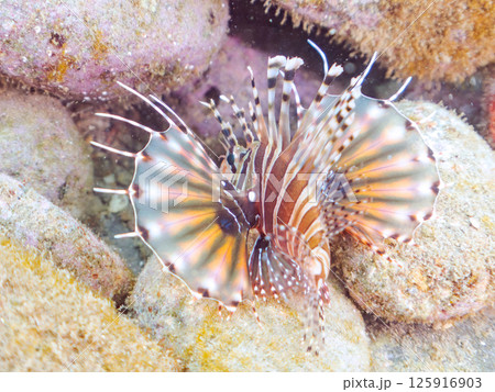 広げたヒレが美しいキリンミノの幼魚。ヒリゾ浜中木南伊豆町伊豆半島静岡県2024 125916903