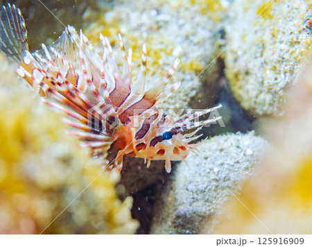 広げたヒレが美しいキリンミノの幼魚。ヒリゾ浜中木南伊豆町伊豆半島静岡県2024 125916909