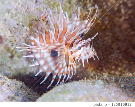 広げたヒレが美しいキリンミノの幼魚。ヒリゾ浜中木南伊豆町伊豆半島静岡県2024 125916912