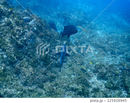 大きなクチグロ(イシダイの老成魚)ヒリゾ浜中木南伊豆町伊豆半島静岡県2024 大きなクチグロ(イシダイの老成魚)ヒリゾ浜中木南伊豆町伊豆半島静岡県2024 125916945
