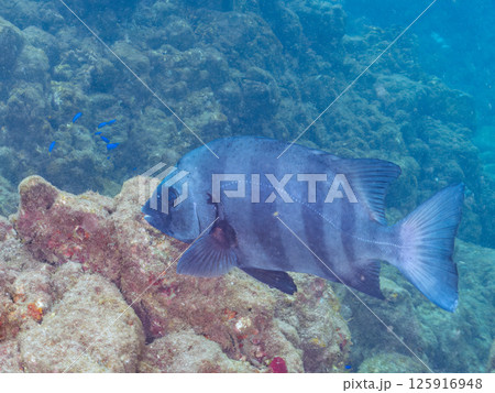 大きなクチグロ(イシダイの老成魚)ヒリゾ浜中木南伊豆町伊豆半島静岡県2024 大きなクチグロ(イシダイの老成魚)ヒリゾ浜中木南伊豆町伊豆半島静岡県2024 125916948