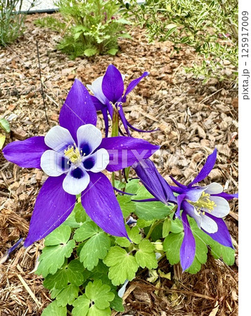 春の庭に咲く紫色の花 125917009