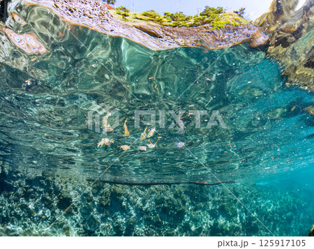 水面を泳ぐアオリイカの群れ。ヒリゾ浜中木南伊豆町伊豆半島静岡県2024 125917105