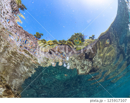 水面を泳ぐアオリイカの群れ。ヒリゾ浜中木南伊豆町伊豆半島静岡県2024 125917107