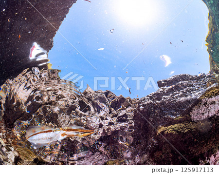 水面を泳ぐアオリイカの群れ。ヒリゾ浜中木南伊豆町伊豆半島静岡県2024 水面を泳ぐアオリイカの群れ。ヒリゾ浜中木南伊豆町伊豆半島静岡県2024 125917113