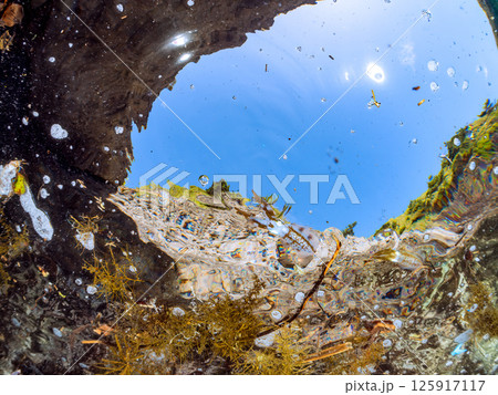 水面を泳ぐアオリイカの群れ。ヒリゾ浜中木南伊豆町伊豆半島静岡県2024 125917117