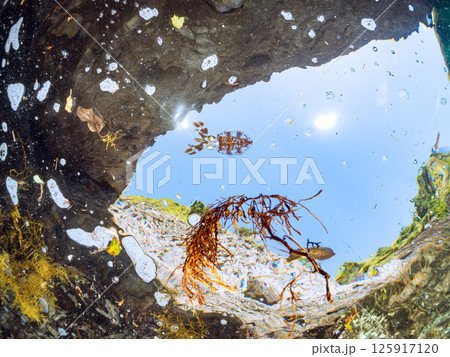 水面を泳ぐアオリイカの群れ。ヒリゾ浜中木南伊豆町伊豆半島静岡県2024 125917120