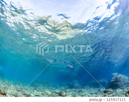 水面を泳ぐアオリイカの群れ。ヒリゾ浜中木南伊豆町伊豆半島静岡県2024 125917121