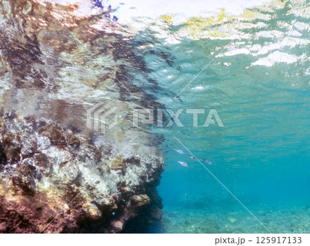 水面を泳ぐアオリイカの群れ。ヒリゾ浜中木南伊豆町伊豆半島静岡県2024 125917133