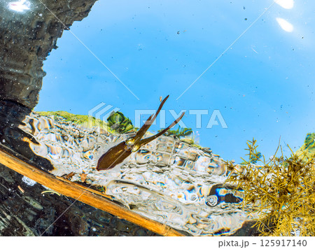 水面を泳ぐアオリイカの群れ。ヒリゾ浜中木南伊豆町伊豆半島静岡県2024 125917140