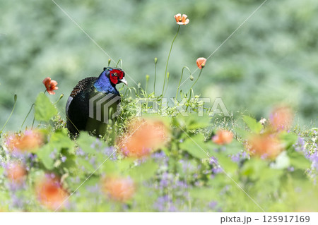 キジ キジ 125917169