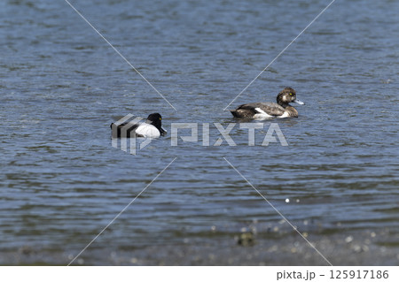 スズガモ 125917186