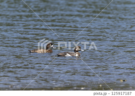 スズガモ 125917187