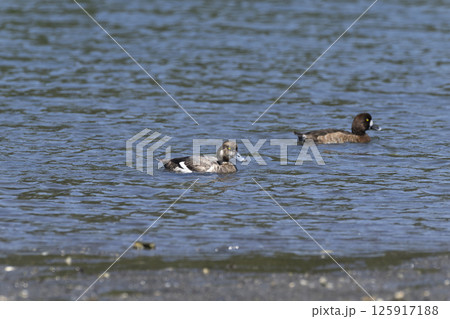 スズガモ 125917188