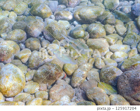 アオリイカの群れ。ヒリゾ浜中木南伊豆町伊豆半島静岡県2024 アオリイカの群れ。ヒリゾ浜中木南伊豆町伊豆半島静岡県2024 125917204