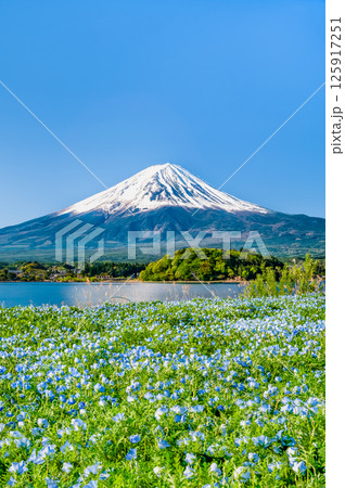 初夏の富士山　～ネモフィラの咲く河口湖大石公園～ 125917251