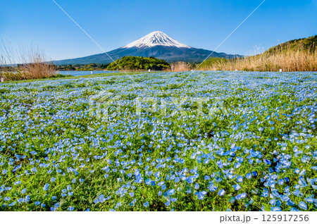 初夏の富士山　～ネモフィラの咲く河口湖大石公園～ 125917256