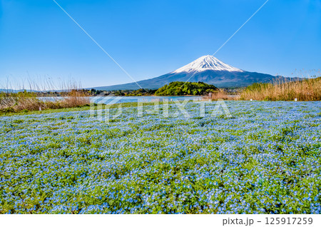 初夏の富士山　～ネモフィラの咲く河口湖大石公園～ 125917259