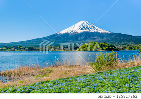 初夏の富士山　～ネモフィラの咲く河口湖大石公園～ 125917262