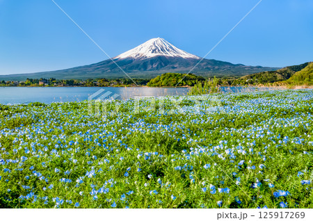 初夏の富士山 ~ネモフィラの咲く河口湖大石公園~ 初夏の富士山 ~ネモフィラの咲く河口湖大石公園~ 125917269
