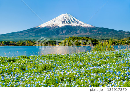 初夏の富士山　～ネモフィラの咲く河口湖大石公園～ 125917270