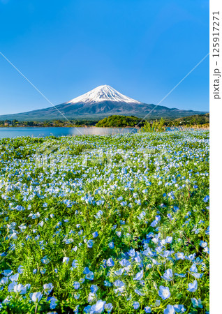 初夏の富士山 ~ネモフィラの咲く河口湖大石公園~ 初夏の富士山 ~ネモフィラの咲く河口湖大石公園~ 125917271