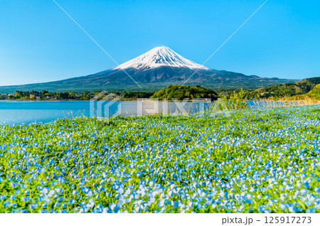 初夏の富士山　～ネモフィラの咲く河口湖大石公園～ 125917273