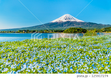 初夏の富士山　～ネモフィラの咲く河口湖大石公園～ 125917274