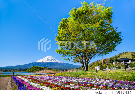 初夏の富士山　河口湖大石公園 125917434
