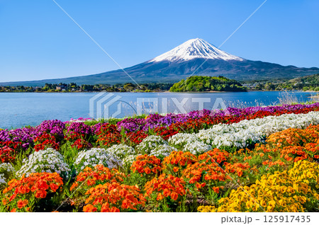 初夏の富士山　河口湖大石公園 125917435