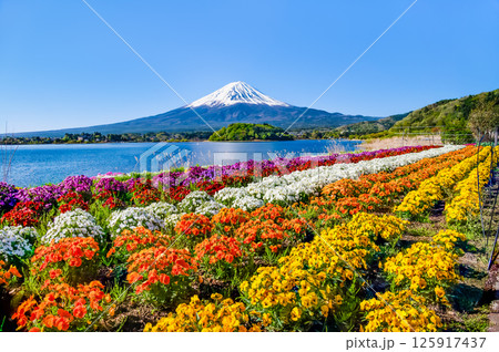 初夏の富士山　河口湖大石公園 125917437