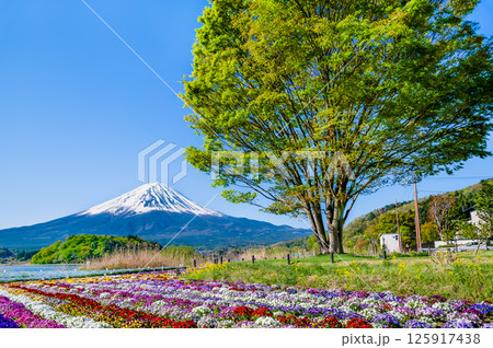 初夏の富士山　河口湖大石公園 125917438