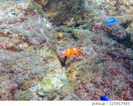 赤いツユベラの幼魚とソラスズメダイ他の群れ。ヒリゾ浜中木南伊豆町伊豆半島静岡県2024 125917485