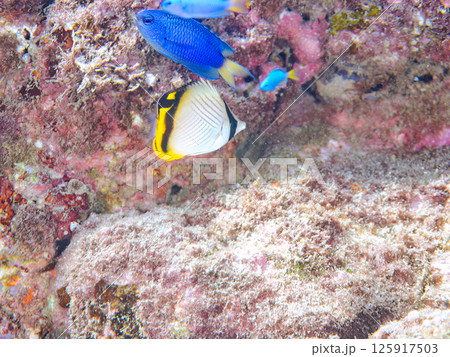 フウライチョウチョウウオの幼魚とソラスズメダイ他の群れ。ヒリゾ浜中木南伊豆町伊豆半島静岡県2024 125917503