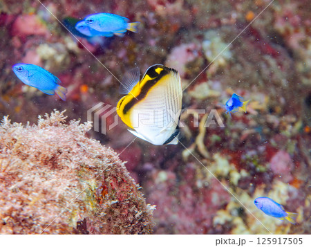 フウライチョウチョウウオの幼魚とソラスズメダイ他の群れ。ヒリゾ浜中木南伊豆町伊豆半島静岡県2024 125917505