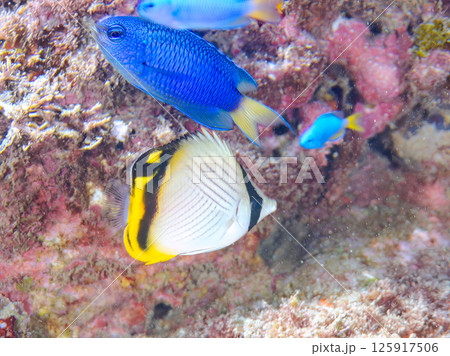 フウライチョウチョウウオの幼魚とソラスズメダイ他の群れ。ヒリゾ浜中木南伊豆町伊豆半島静岡県2024 125917506