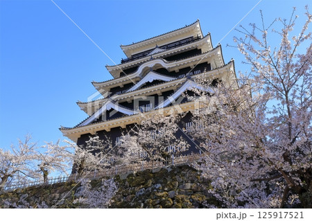 【広島県】桜咲く春の福山城（復興後）福山城桜まつり 125917521