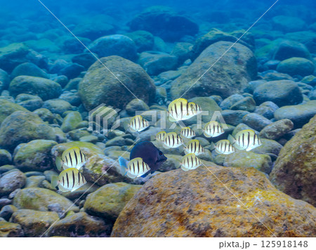 波打ち際を泳ぐシマハギ、ニザダイ他の幼魚の群れ。ヒリゾ浜中木南伊豆町伊豆半島静岡県2024 波打ち際を泳ぐシマハギ、ニザダイ他の幼魚の群れ。ヒリゾ浜中木南伊豆町伊豆半島静岡県2024 125918148