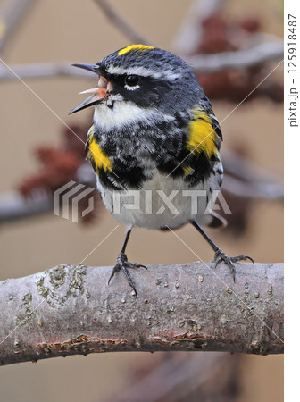Yellow-rumped warbler perching on branch tree, Canada Yellow-rumped warbler perching on branch tree, Canada 125918487
