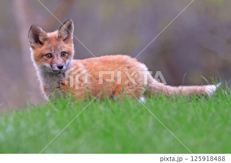 Red fox cub portrait in grass, Canada Red fox cub portrait in grass, Canada 125918488