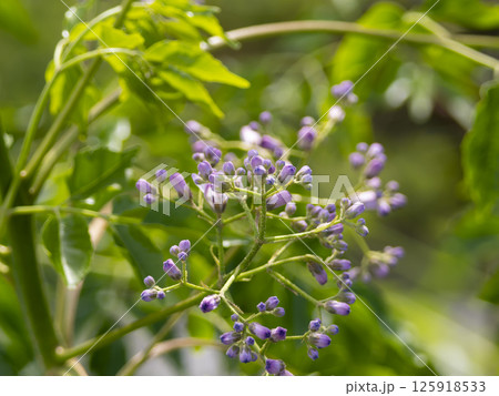 センダンの花の蕾 125918533