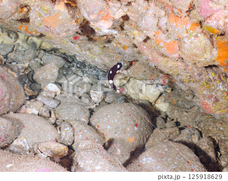 水中洞窟のスミツキベラの幼魚。ヒリゾ浜中木南伊豆町伊豆半島静岡県2024 125918629
