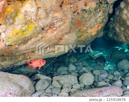 水中洞窟のナミマツカサ、ミナミハタンポ他の群れ。ヒリゾ浜中木南伊豆町伊豆半島静岡県2024 125918676