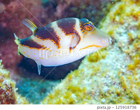 美しいハナキンチャクフグ。ヒリゾ浜中木南伊豆町伊豆半島静岡県2024 125918736