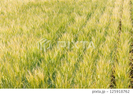 小麦畑 125918762