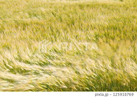 小麦畑 125918769