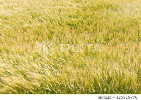 小麦畑 小麦畑 125918770